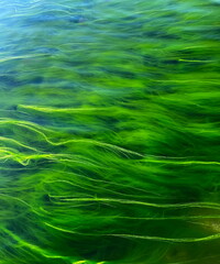emerald green marine slime claim  mud  in the waves of the sea defocus background 