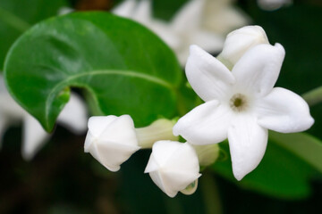 White flowers madagascar jasmine plant stephanotis close up