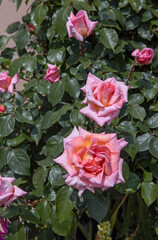 rose, roses, england, long melford, great brittain, suffolk, uk,