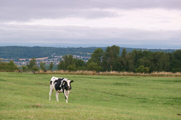 krowa zwierzę łąka trawa niebo chmury