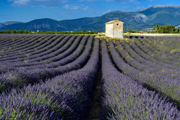 Village in the lavender field of Provence