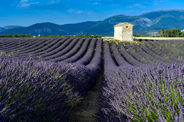 Village in the lavender field of Provence