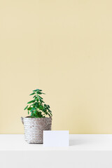Modern summer still life photo. White ball shaped vase with green branch. White table and yellow pastel wall background. Empty copy space. Elegant lifestyle indoor scene