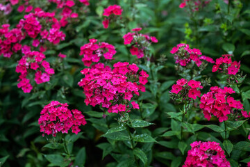 Obraz premium Flowers of Phlox in the graden at summer.