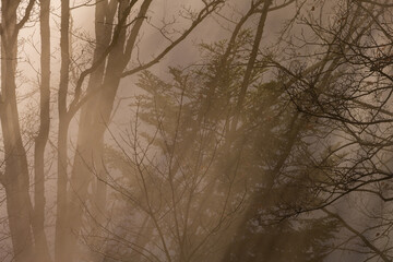 Brume hivernale dans la forêt vosgienne, Alsace, France