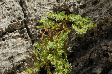 Succulent growing from volcanic rock on Bermuda