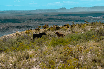 wild horses in the mountains