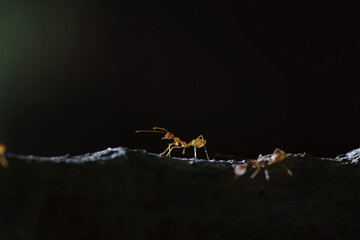 Weaver ant