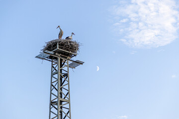 Pair of storks in a nest on a steel pole in the evening