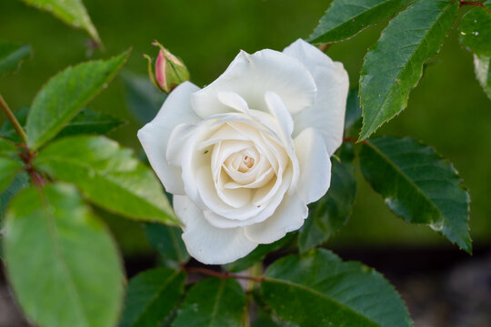 detailed close up of a beautiful white rose of york flower (Rosa × alba) in bloom