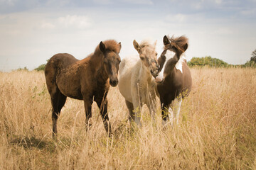 Three foals