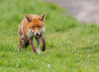 Red Fox