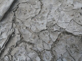 Fototapeta premium Wood wall texture