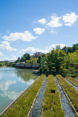 Fototapeta na wymiar 京都 夏の長岡天満宮の八条ヶ池の情景