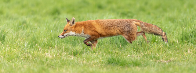 Red Fox