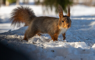 Red Squirrel in snow