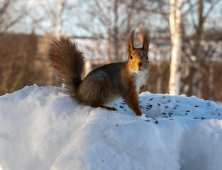 Naklejka na ściany i meble Red Squirrel in snow