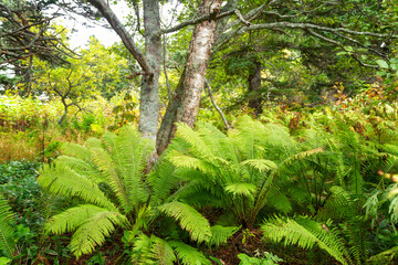 Thickets of ferns in the forest. Southern Kuriles