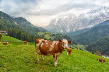 Fototapeta na wymiar Herd of cows in a meadow in the mountain Alps on summer day , Italy
