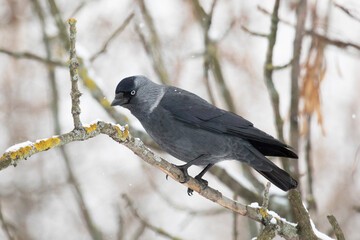 Gray Western jackdaw sitting on a tree branch