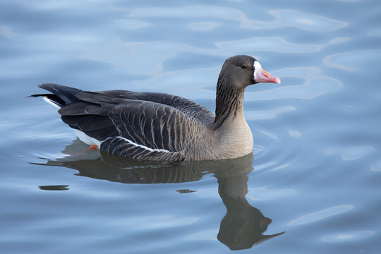 Greater white-fronted goose floats on the water