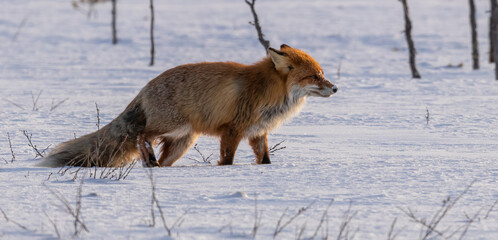 Winter Red Fox in Sweden