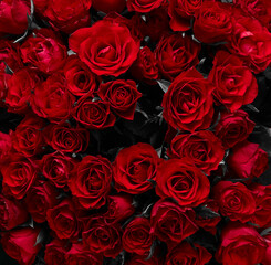 Backdrop with beautiful red roses
