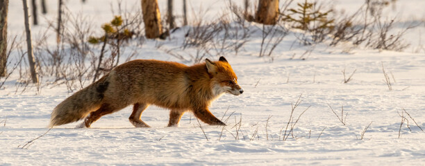 Winter Red Fox in Sweden