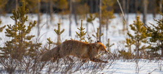 Winter Red Fox in Sweden