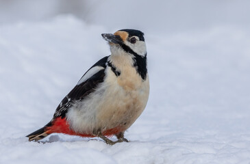 Obraz na płótnie Canvas Great Spotted Woodpecker in snow