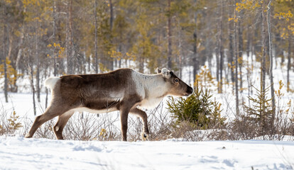 Obraz na płótnie Canvas Reindeer in Sweden