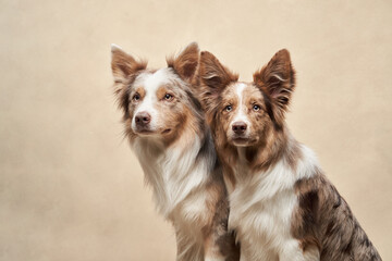 two dogs together. happy border collies on beige background. Love, relationship, funny 