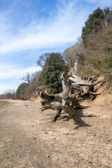 Dead, fallen trees on the beach at Nacton Foreshore, Suffolk, England, United Kingdom