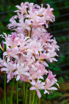 Lycoris scaly ( lat. Lycoris squamigera ), or Amaryllis hallii