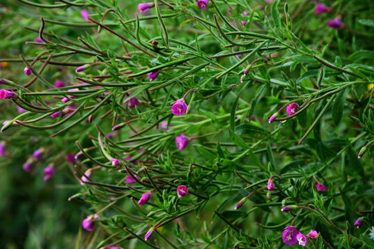 Flowers and fruits of fireweed hairy (Epilobium hirsutum)