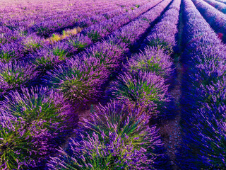 Obraz premium Lavender field in Provence France