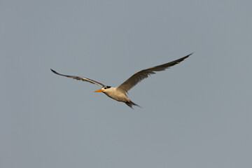 Fototapeta na wymiar Greater Crested Tern flying with wings wide against blue background