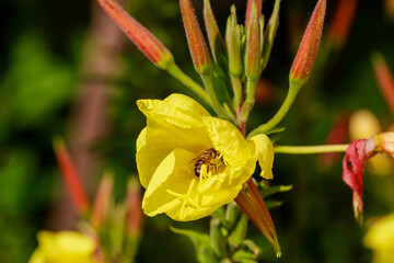 Oenothera glazioviana is a species of flowering plant in the evening primrose family known by the common names large-flowered evening-primrose and redsepal evening primrose