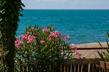 Pink oleander flowers on the background of the sky and the sea. Summer background. Background for vacation, travel