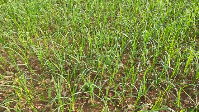 Eleusine coracana or finger millet plants. It is called Ragi and madua in India and Kodo in Nepal. It  is an annual herbaceous plant. Its widely grown as a cereal crop in the in Africa and Asia.