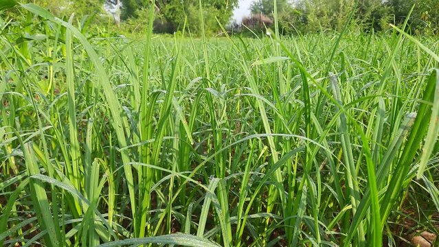 Eleusine coracana or finger millet plants. It is called Ragi and madua in India and Kodo in Nepal. It  is an annual herbaceous plant. Its widely grown as a cereal crop in the in Africa and Asia.