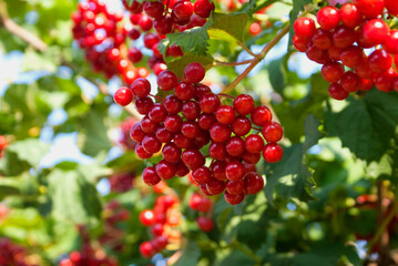 Red viburnum berries with green leaves on a bush on a summer sunny day