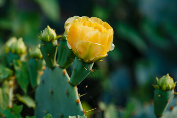 Yellow flowers of Opuntia ( lat.Opuntia ); Prickly pear