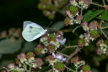 colorful little butterflies continue their generations in parks in the city