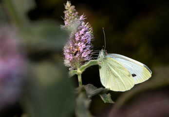 colorful little butterflies continue their generations in parks in the city