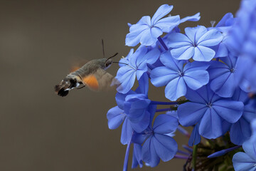 A hawk moth on a flower.  Plumbago auriculata, the cape leadwort, blue plumbago or Cape plumbago