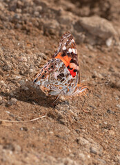 colorful little butterflies continue their generations in parks in the city