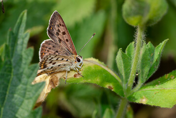 colorful little butterflies continue their generations in parks in the city