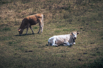 Lying white cow and brown cow grazing on a green meadow on a sunny day