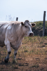 White cow in a meadow on a sunny day